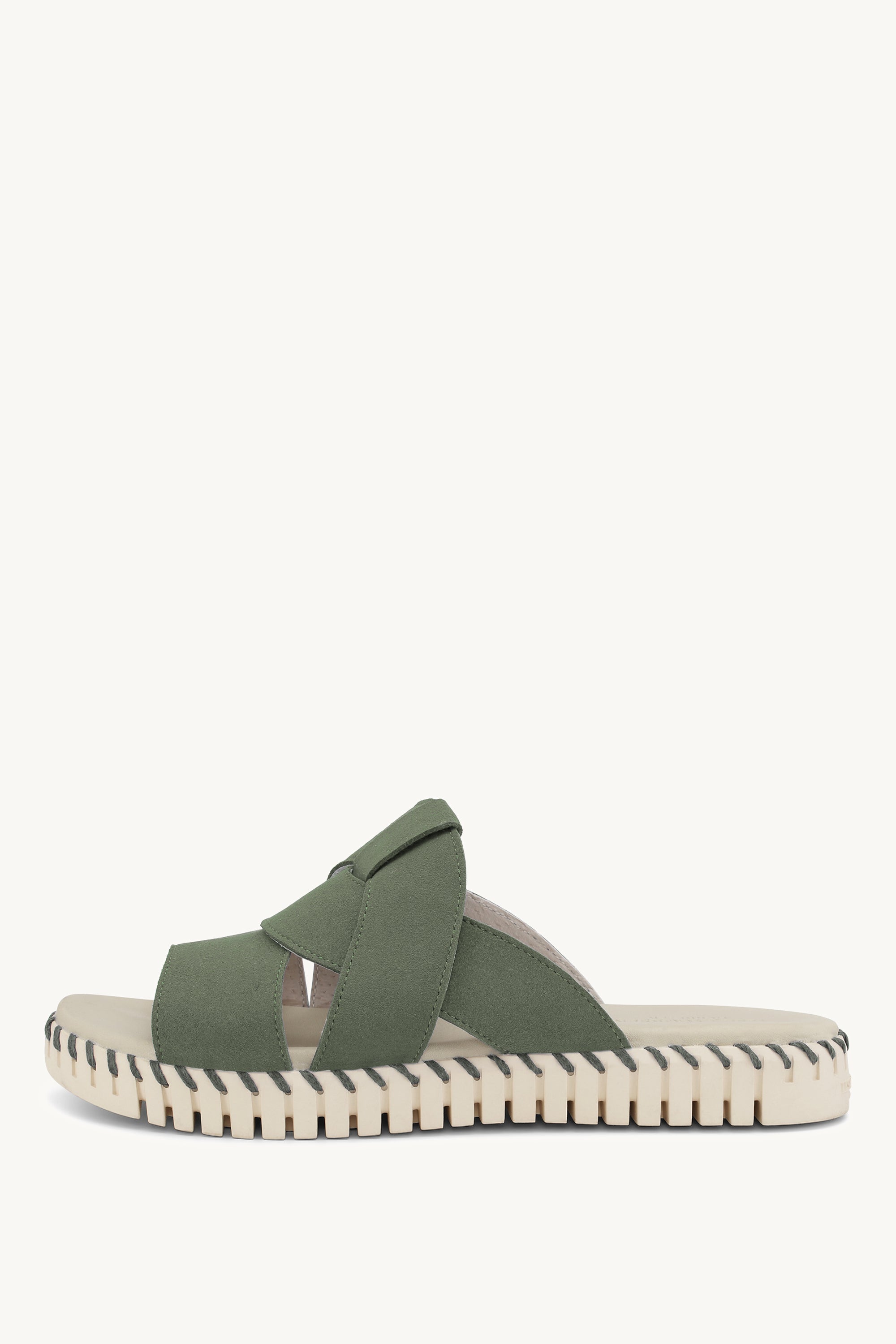 TULIP1265 ARMY