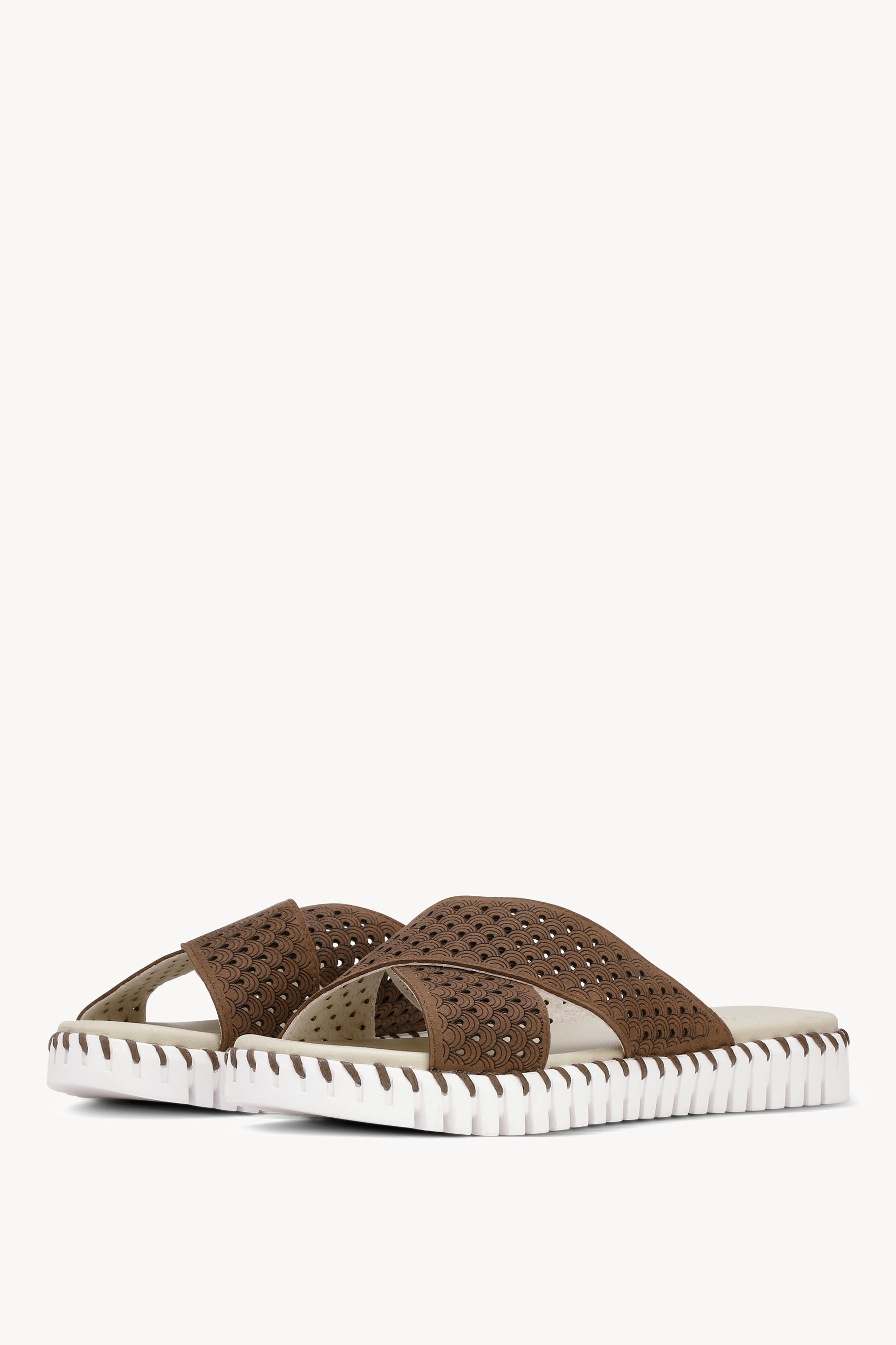 TULIP1575 BROWN