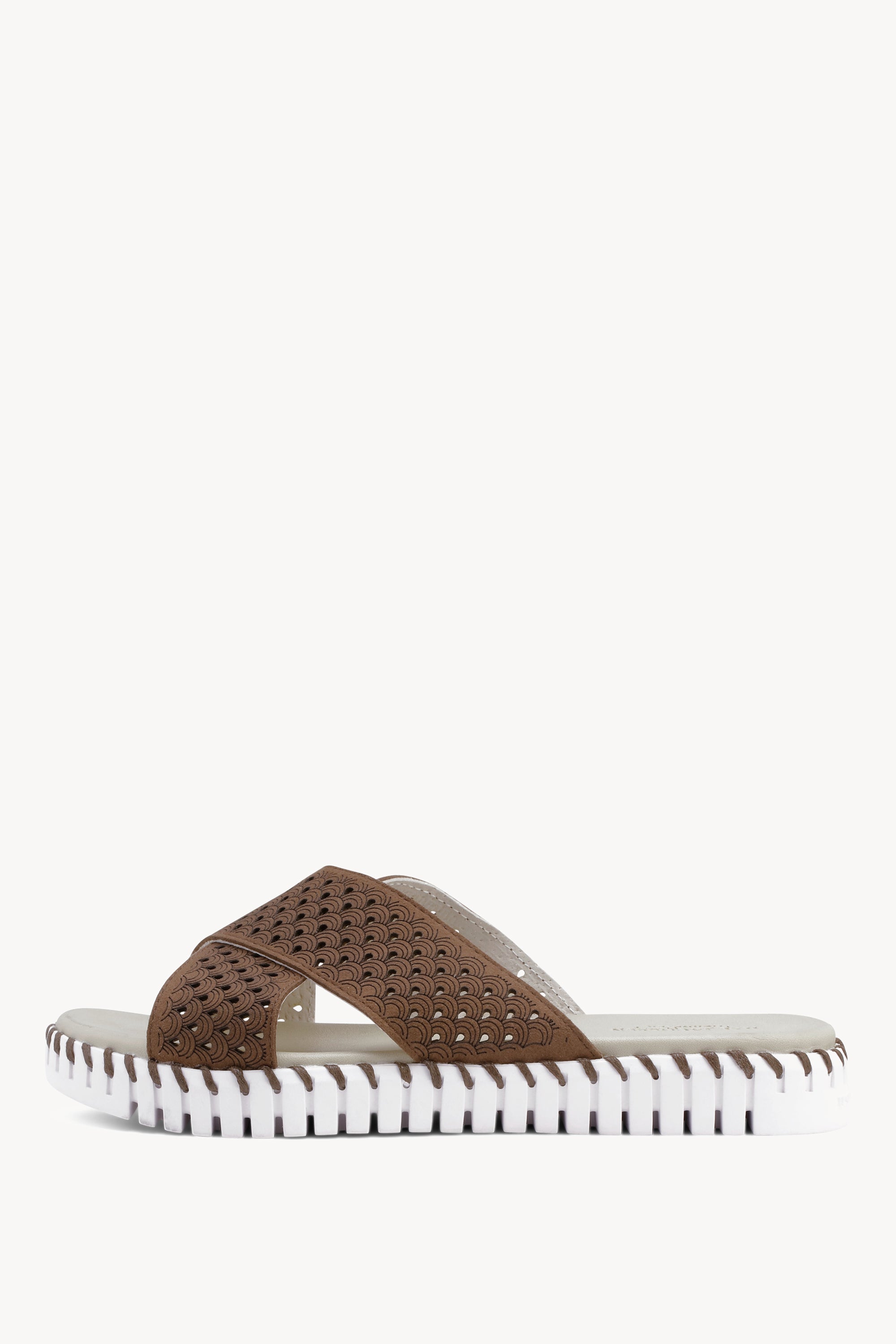TULIP1575 BROWN