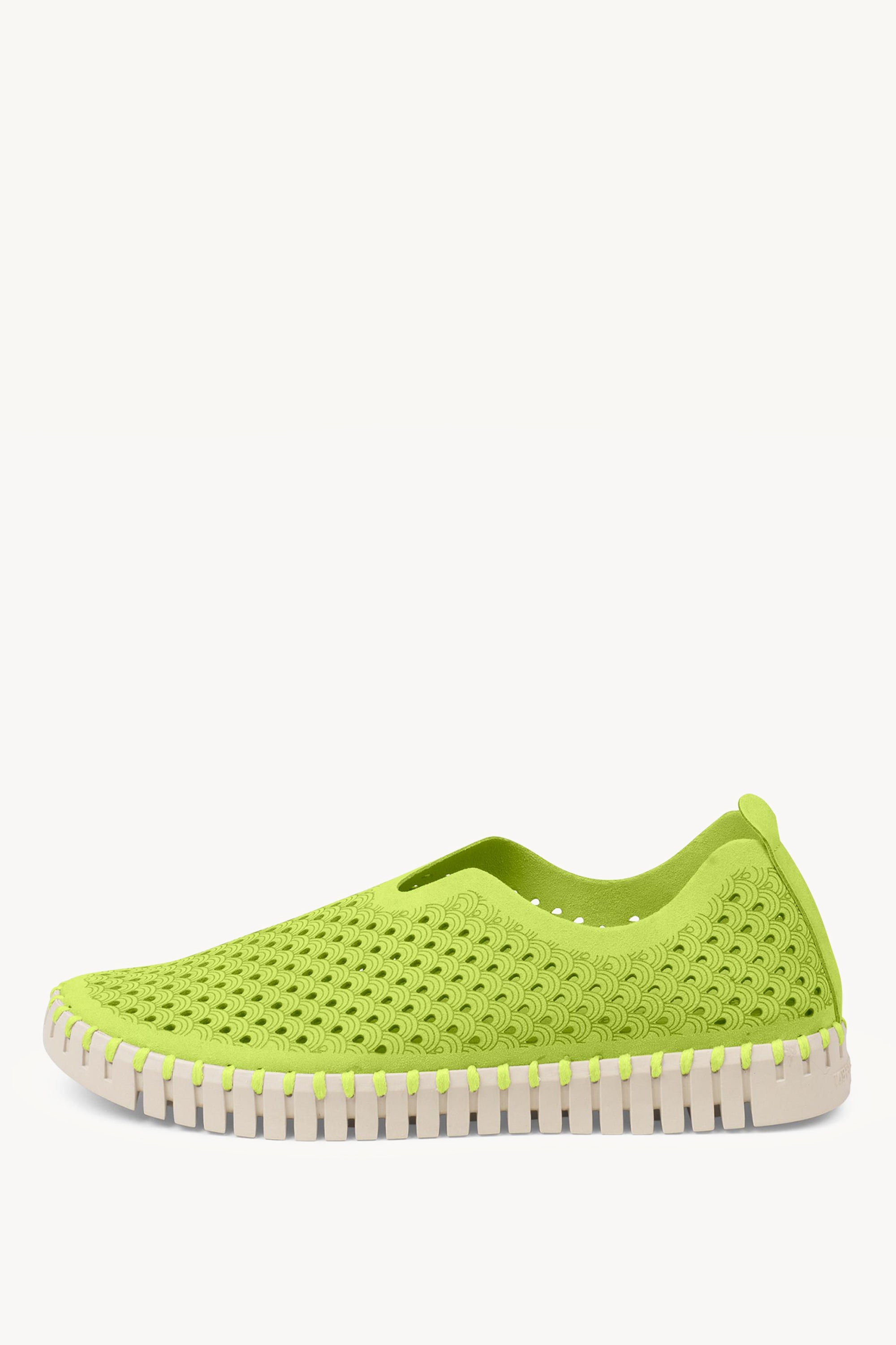 TULIP3275 LIME