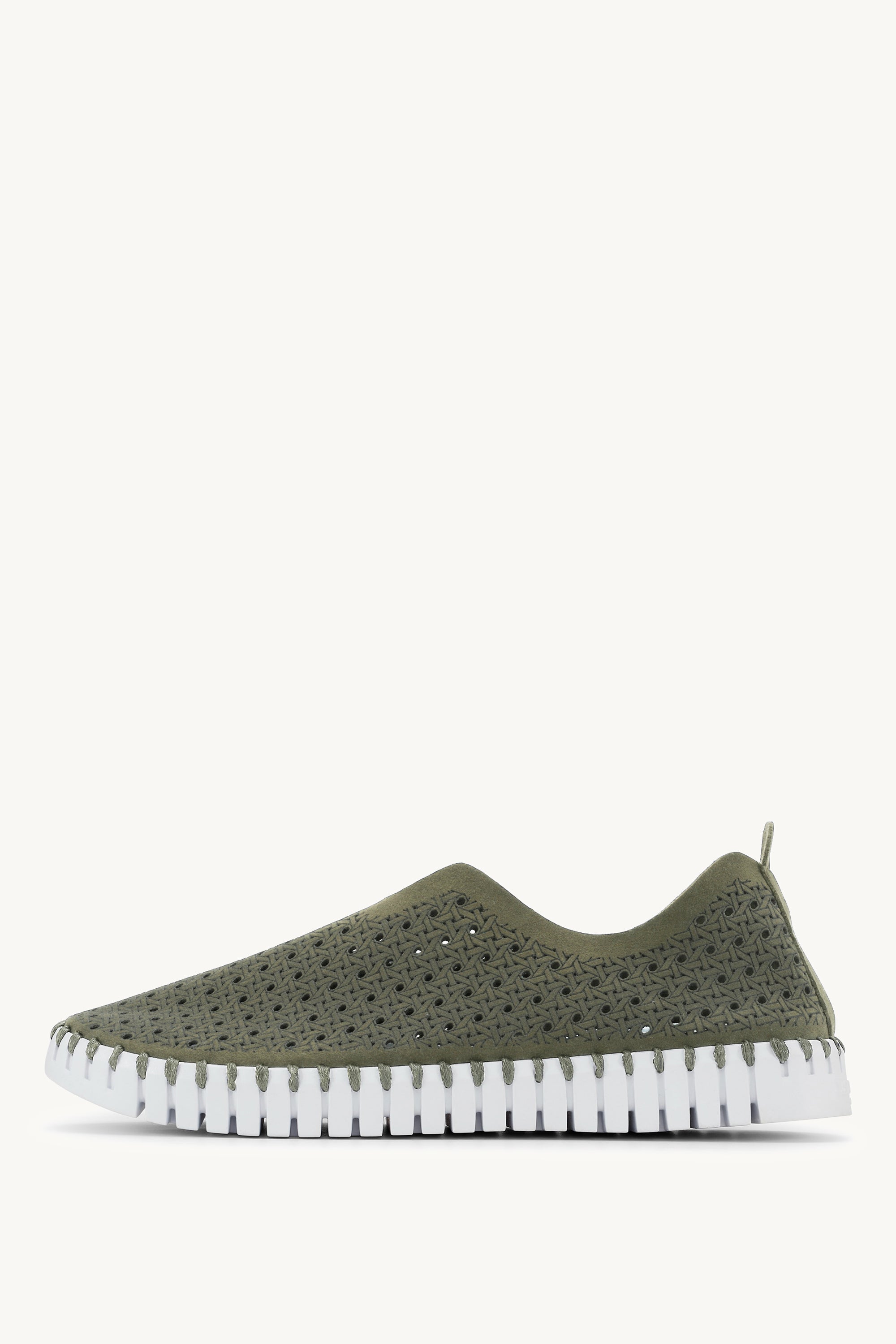 TULIP4031 ARMY WHITE