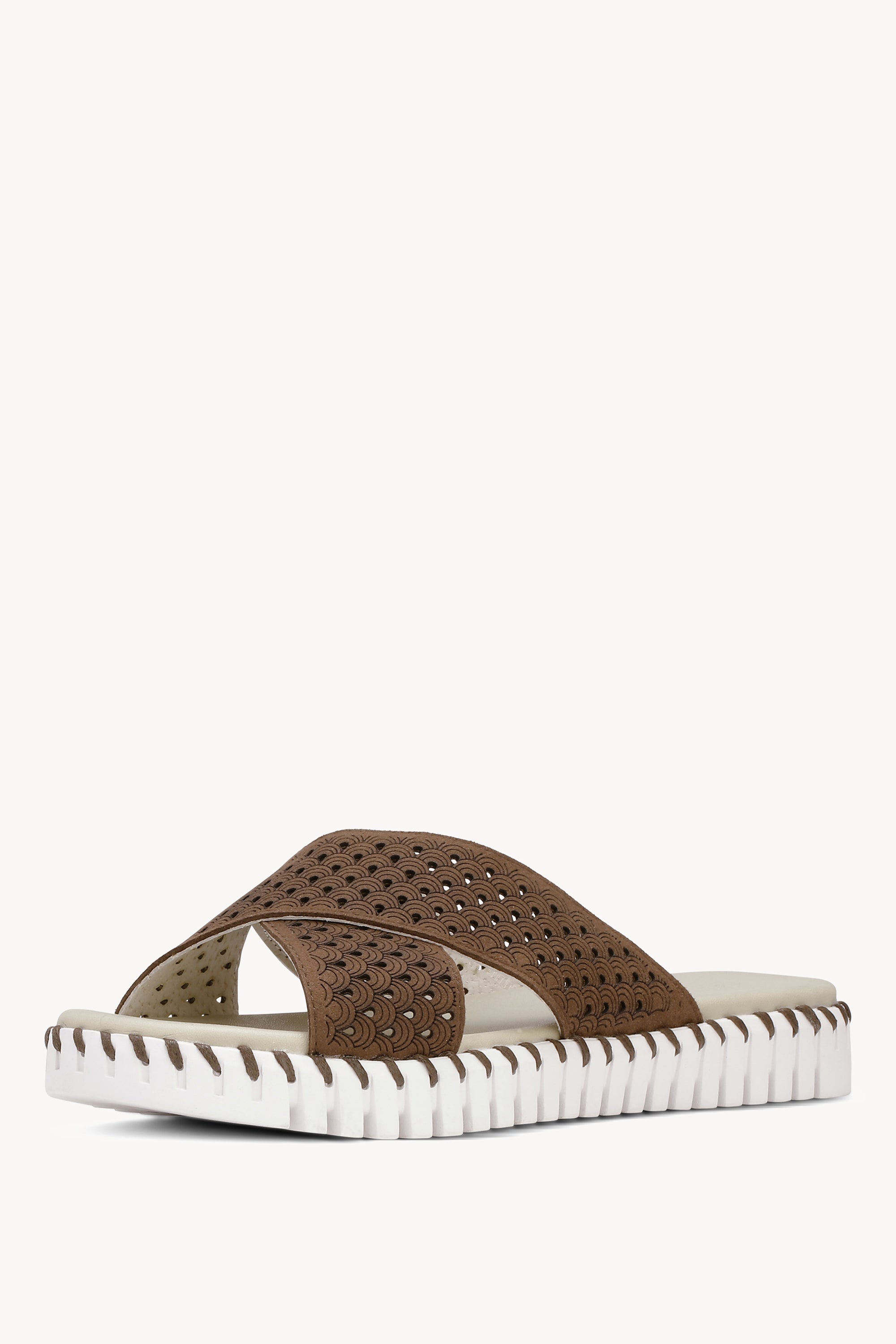 TULIP1575 BROWN