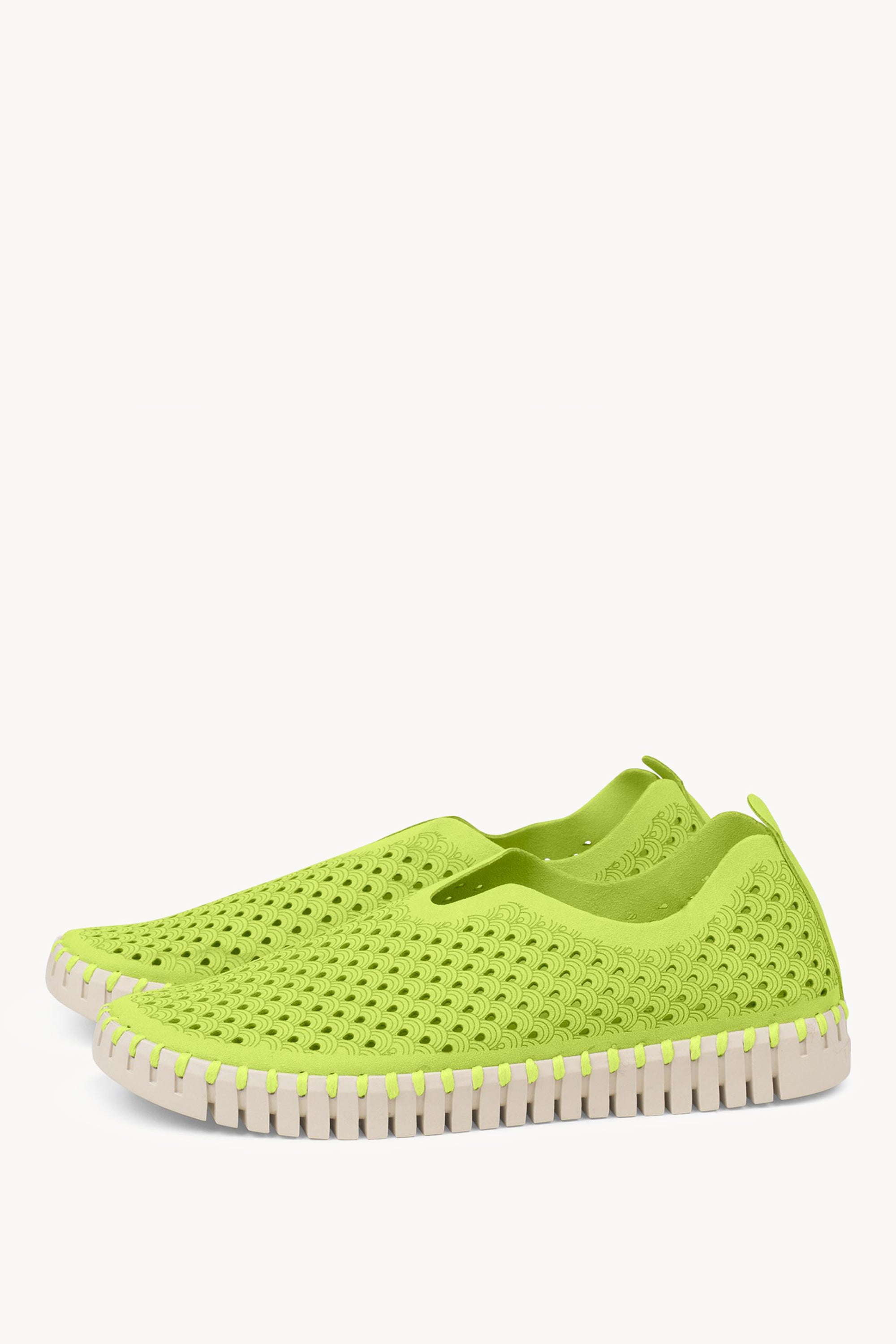 TULIP3275 LIME