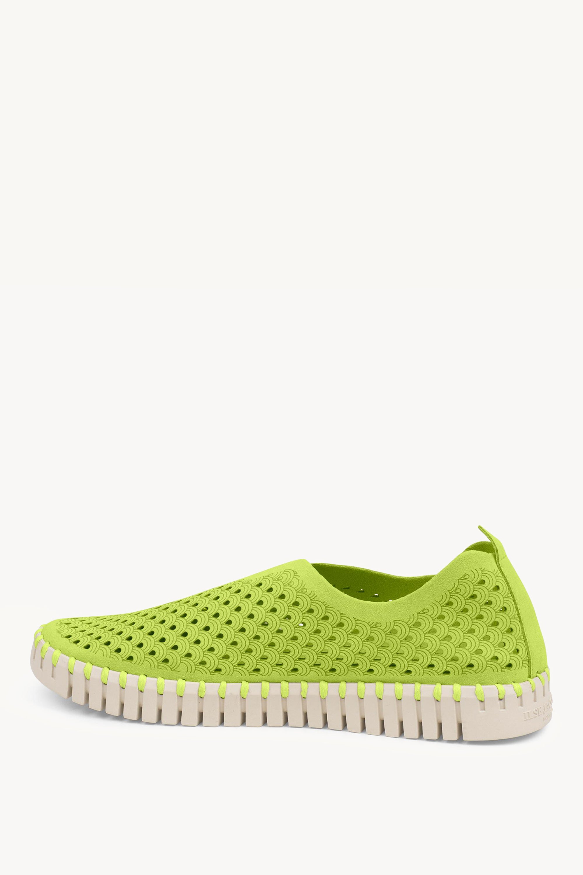 TULIP3275 LIME
