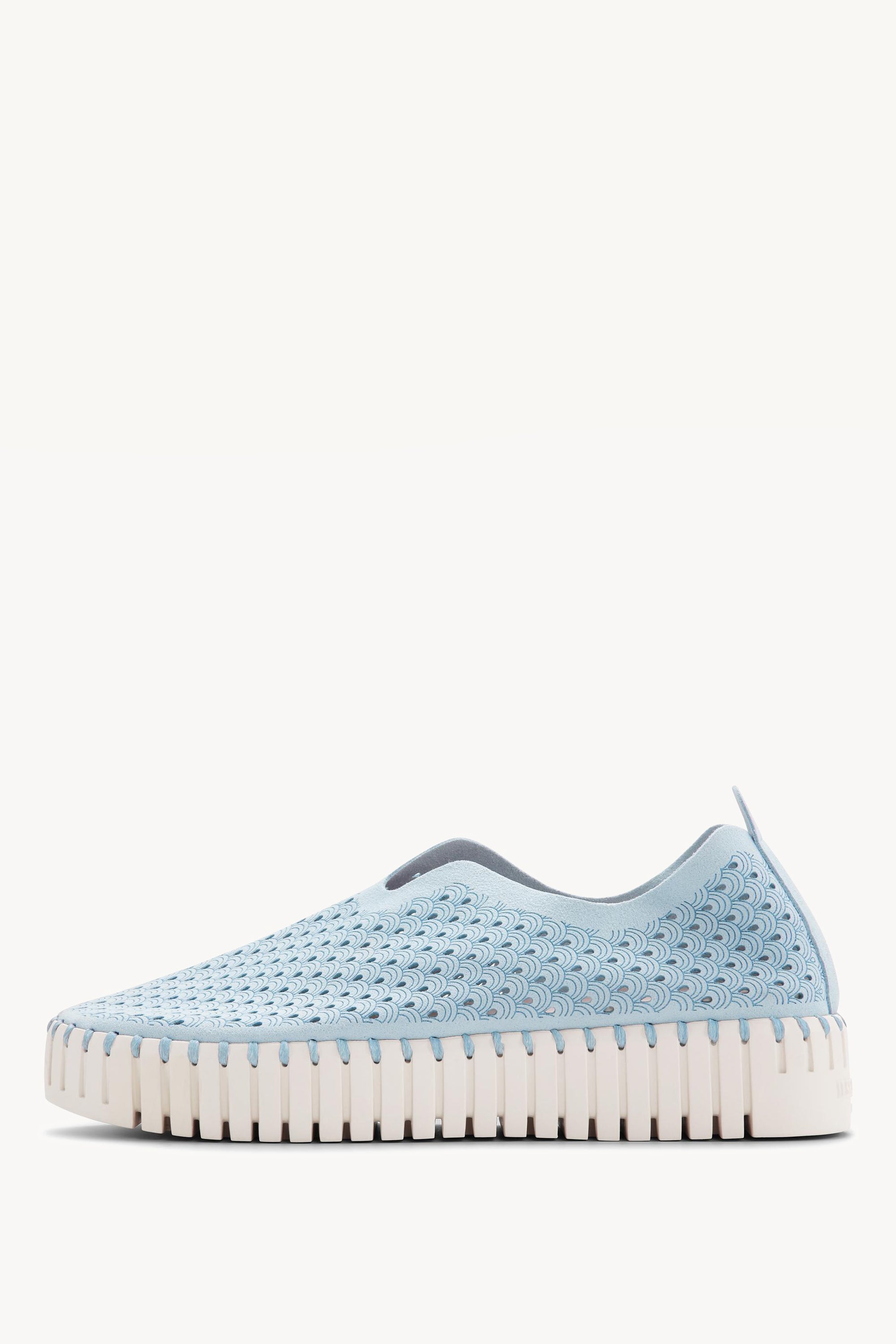 TULIP3373 ASH BLUE