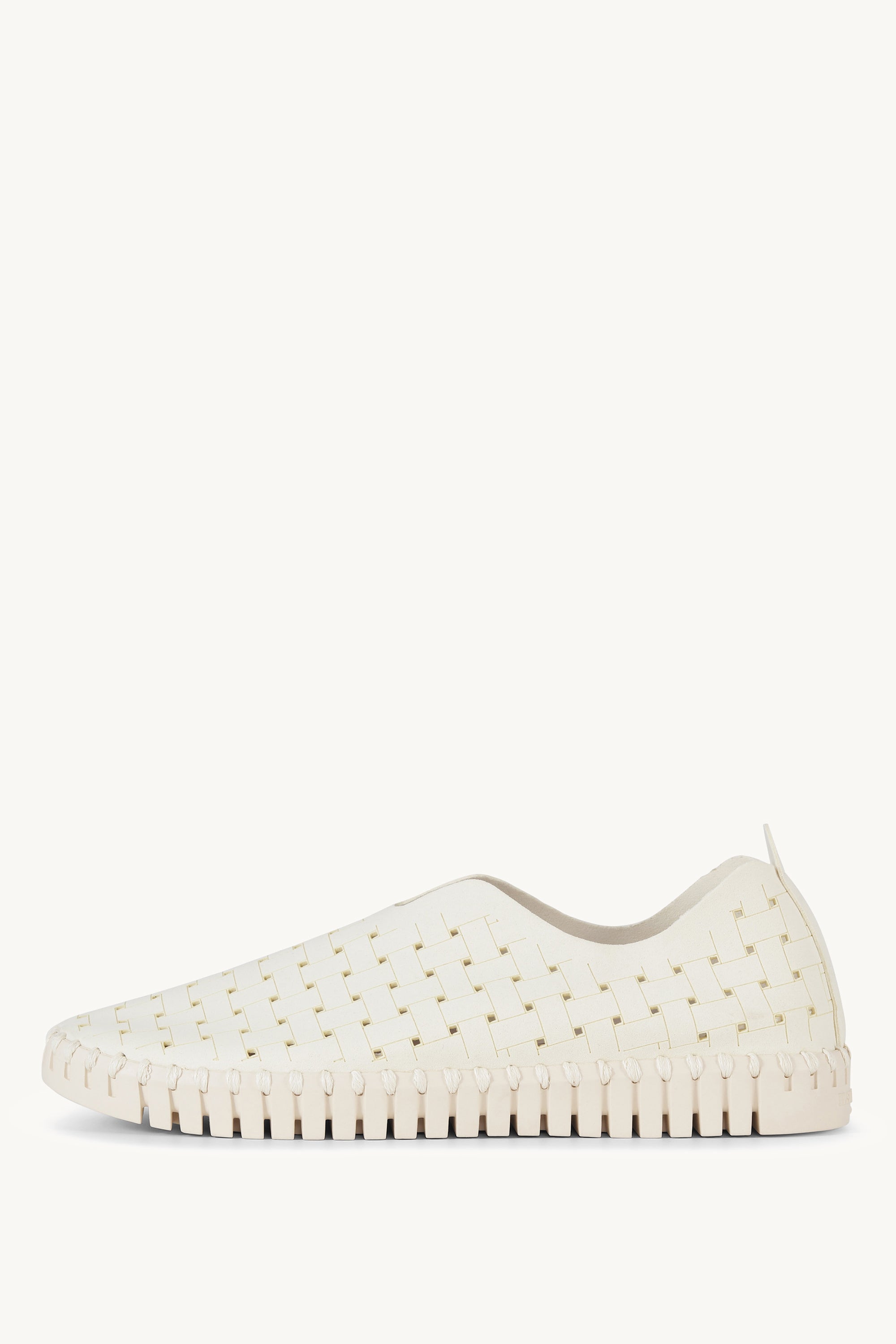 TULIP4030 MILK CREME