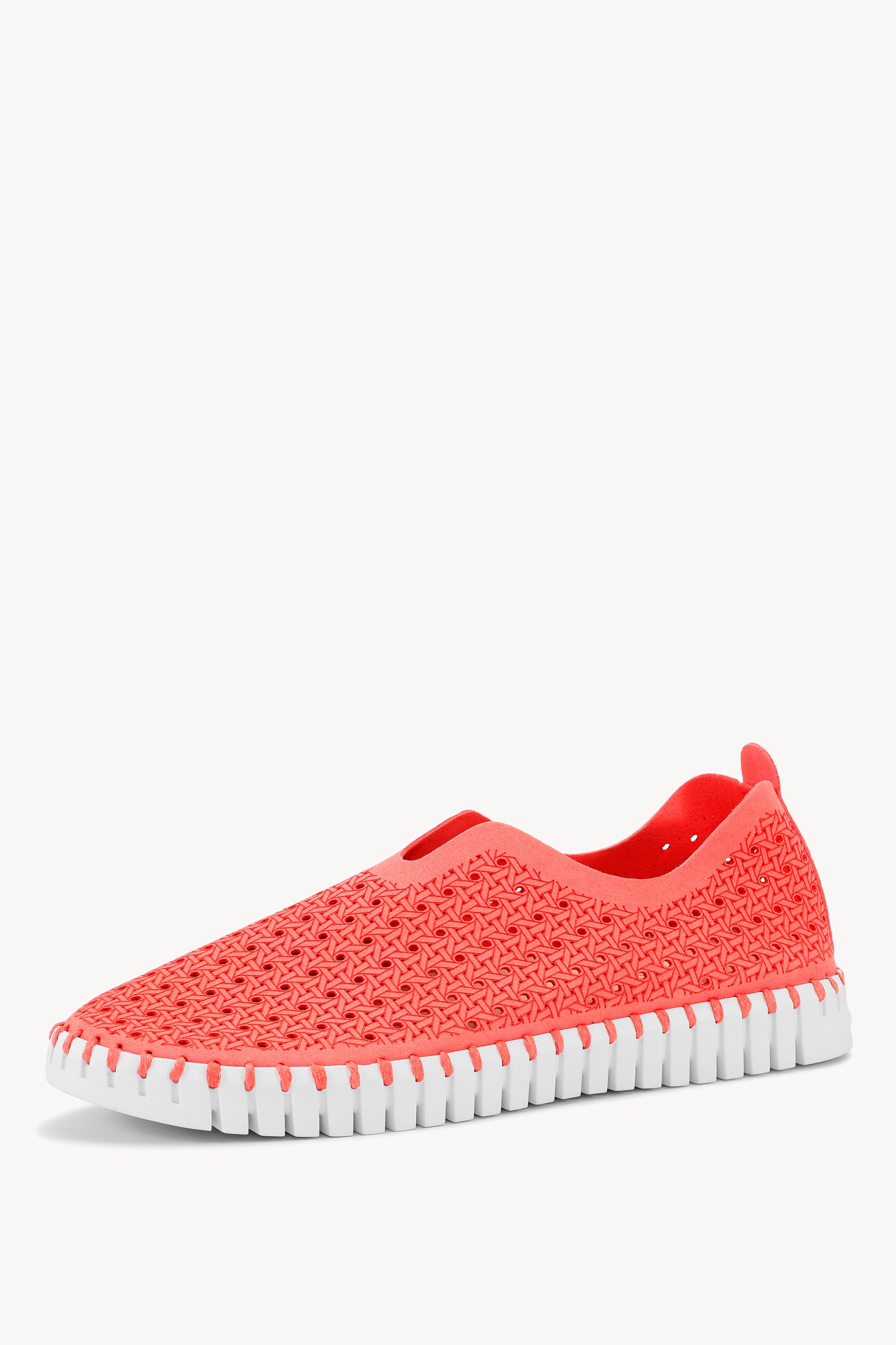 TULIP4031 RASPBERRY WHITE